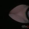 Lola Angebote hobbyhuren-callgirls Lola Angebote hobbyhuren-callgirls